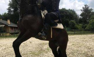 Возрождение Осман