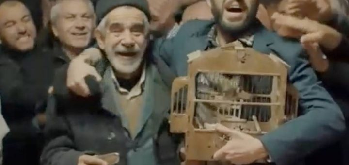 Птичка / Birdie